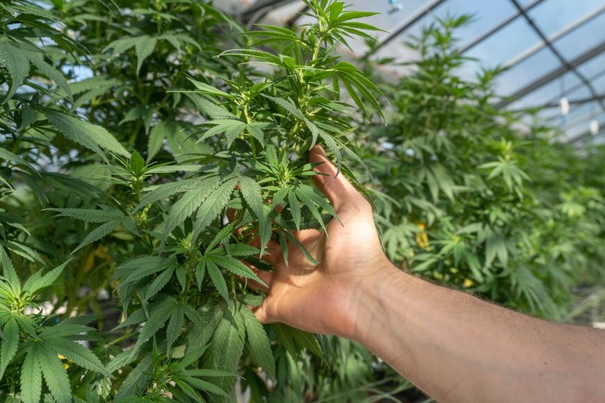All We Need To Know While Purchasing A CBD Hemp