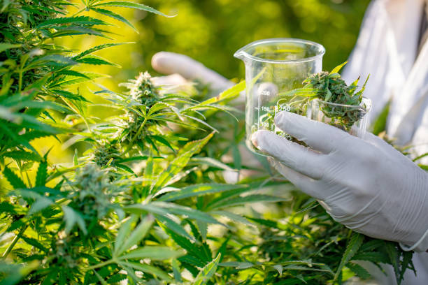 How Marijuana Classes Are Helping Cannabis Beginners?