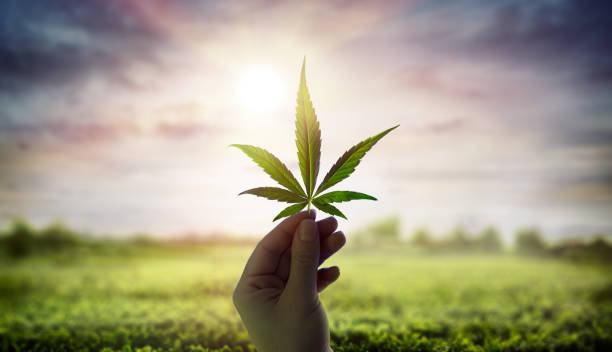 Marijuana Education: the Benefits and the Future