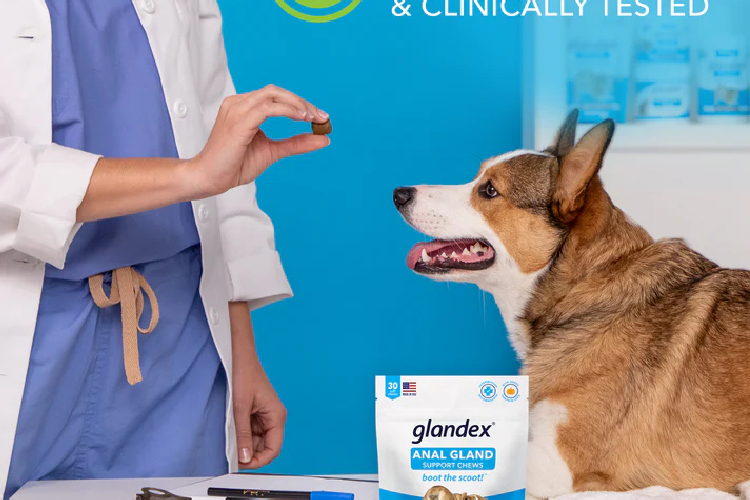 anal gland supplement